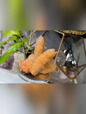 Rare Golden Healer Spirit Cactus Quartz Crystal Cluster